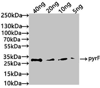 pyrF Antibody