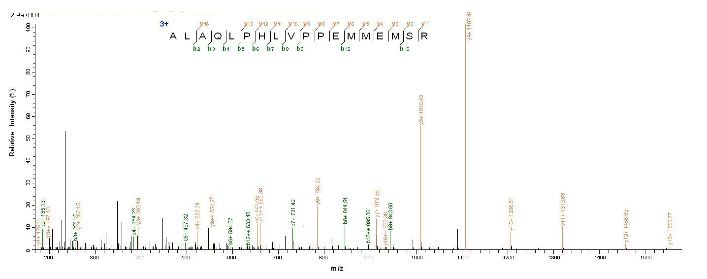 Drosophila lush protein