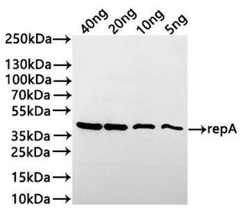 repA Antibody