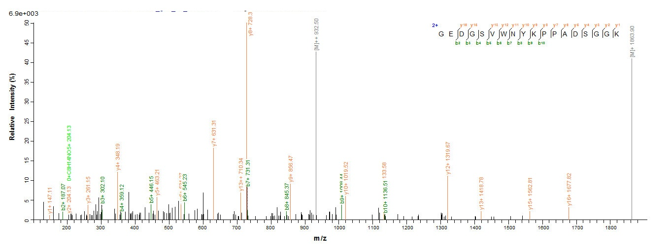 Human NR1I2 protein