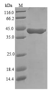 Mouse Gzma protein