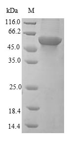Human INSR protein