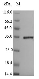 Bacterial pbpA protein