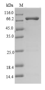 Bacterial rnj protein