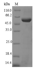 Mouse Tert protein