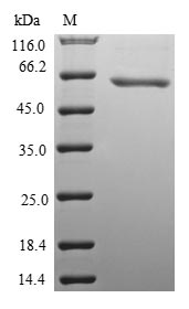 Mouse Wnt8b protein