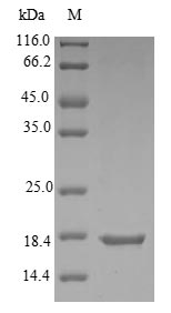 E. coli yebF protein