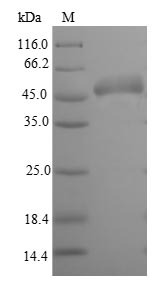 E. coli gltI protein