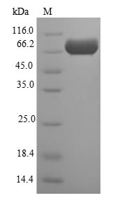 E. coli mppA protein