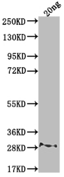 rpsL Antibody