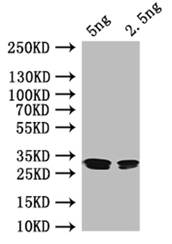rutR Antibody