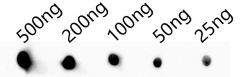 slyD Antibody