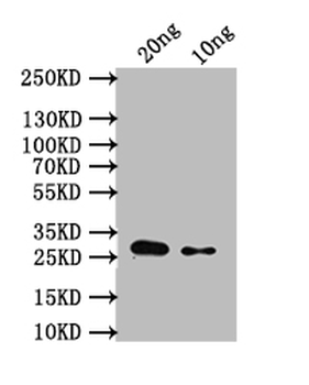 sodA Antibody