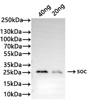 soc Antibody