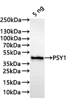 PSY1 Antibody