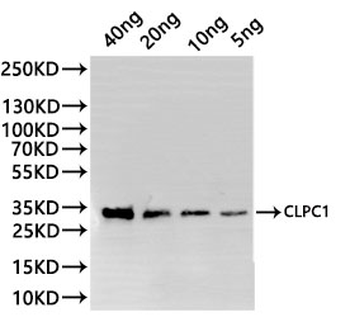 CLPC1 Antibody