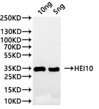 HEI10 Antibody