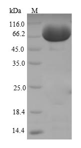 Mouse Fuca1 protein