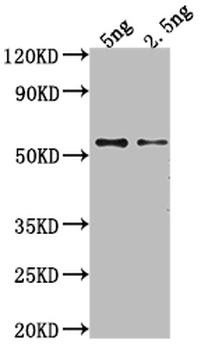 GAG Antibody