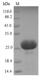 Human CEACAM3 protein