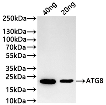 ATG8 Antibody