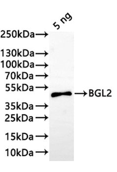 BGL2 Antibody