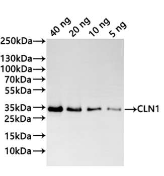 CLN1 Antibody