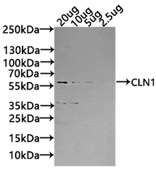CLN1 Antibody