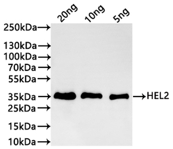 HEL2 Antibody