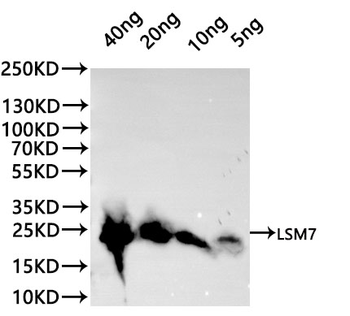 LSM7 Antibody