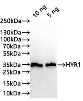 HYR1 Antibody
