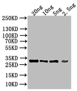 KAP123 Antibody