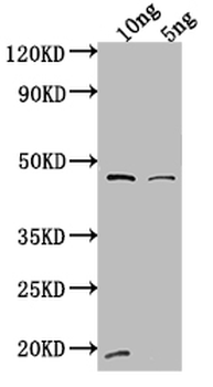 VAM6 Antibody