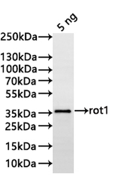 rot1 Antibody