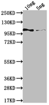 Genome polyprotein Antibody
