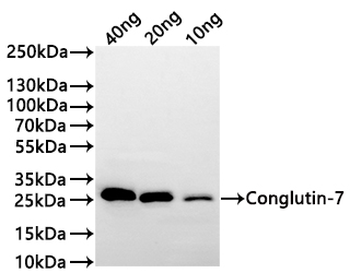 Conglutin-7 Antibody