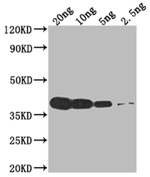 VCATH Antibody