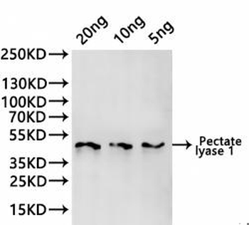 Pectate lyase 1 Antibody