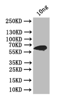 ply Antibody