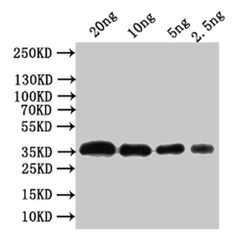 Outer capsid glycoprotein VP7 Antibody
