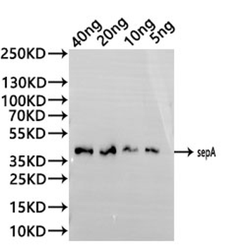 sepA Antibody