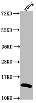 US12 Antibody