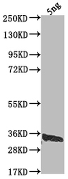 US12 Antibody