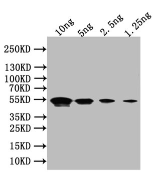 Flagellin Antibody