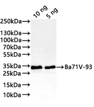 Ba71V-93 Antibody