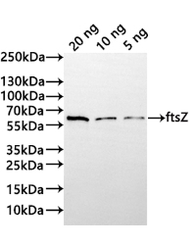 ftsZ Antibody