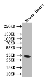 Clec4g Antibody
