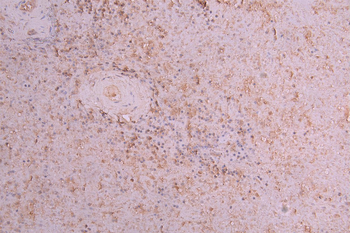 Clec4g Antibody