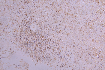 Clec4g Antibody