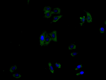 Clec4g Antibody